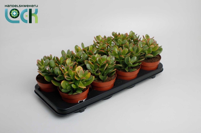 <h4>Crassula Sunset</h4>