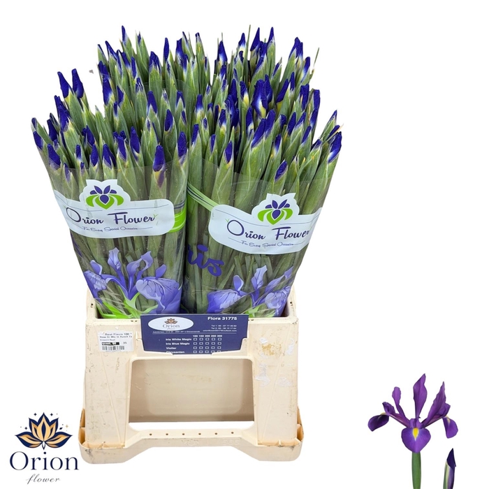 <h4>IRIS HONG KONG</h4>