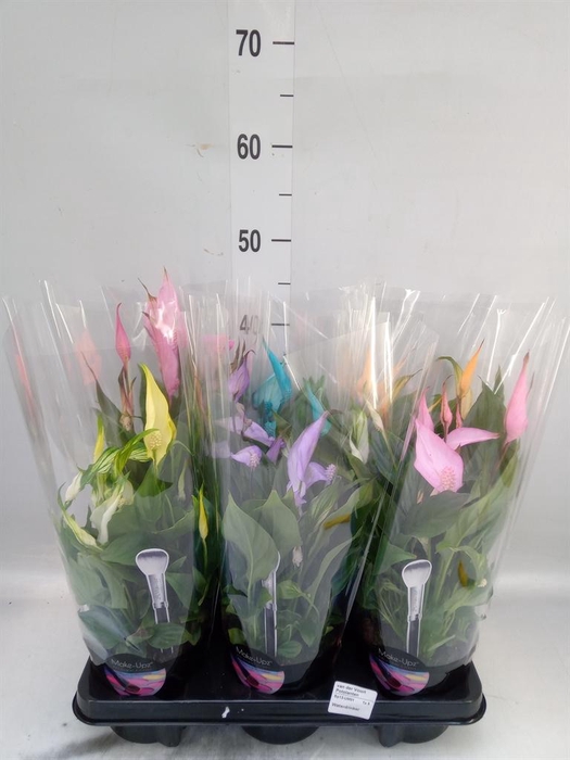 <h4>Spathiphyllum  'Bellini'</h4>
