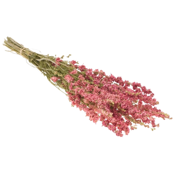 <h4>Droogbloemen - Delphinium Pink</h4>