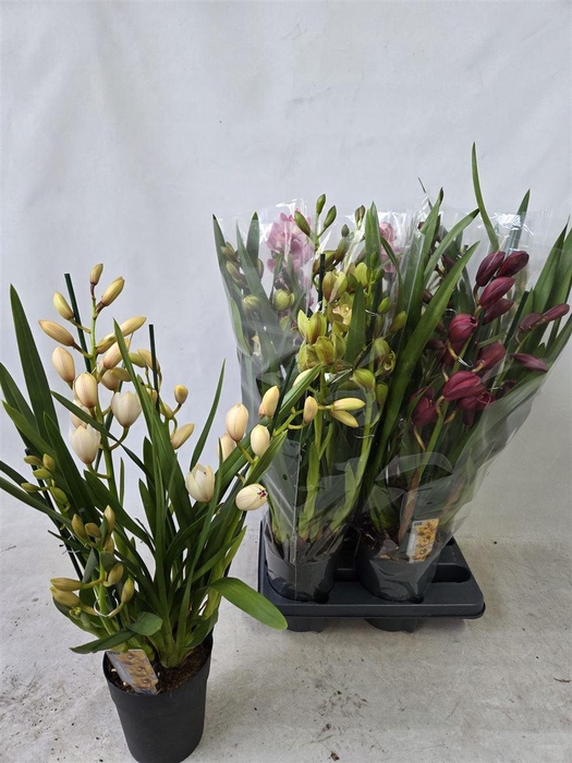 <h4>Cymbidium Gemengd, 4 Tak</h4>