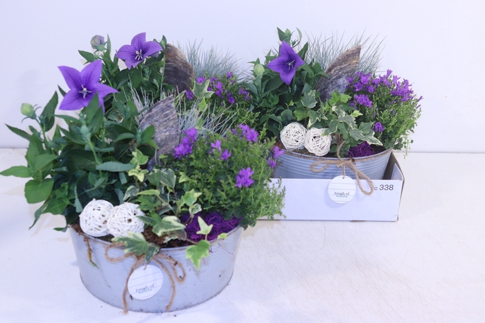 <h4>ARR TUINPLANTEN</h4>