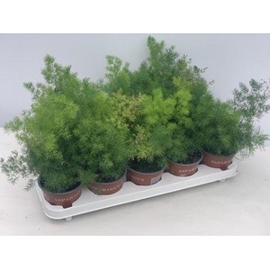 Asparagus Umbellatus