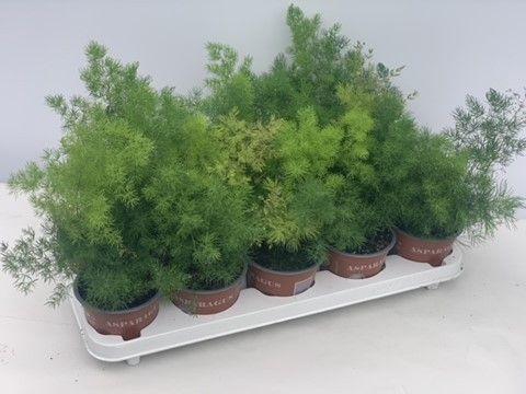 <h4>Asparagus Umbellatus</h4>