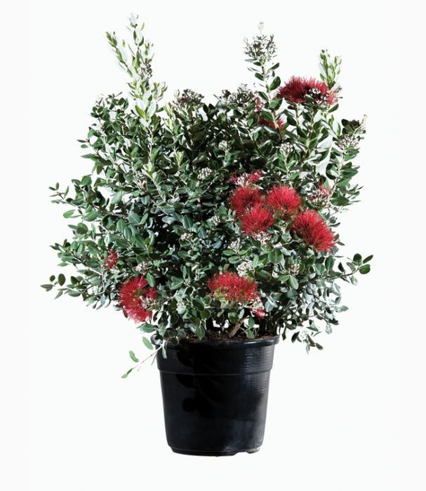 <h4>Metrosideros excelsa</h4>