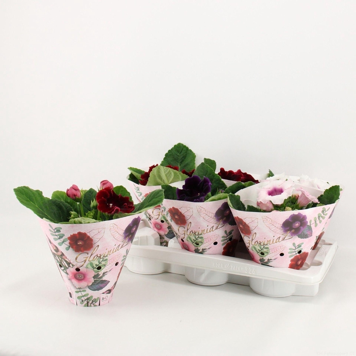 <h4>Sinningia gemengd</h4>