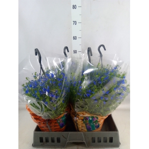 Lobelia  'Curacao Dark Blue'