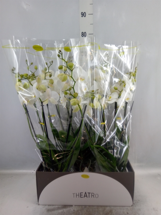 <h4>Phalaenopsis   ...white</h4>