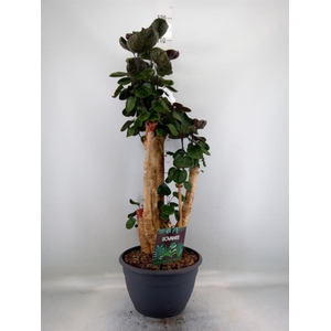 Polyscias scutellaria 'Fabian'