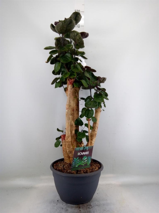 <h4>Polyscias scutellaria 'Fabian'</h4>