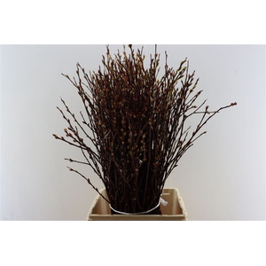 Salix Wilgenkatjes P Stem