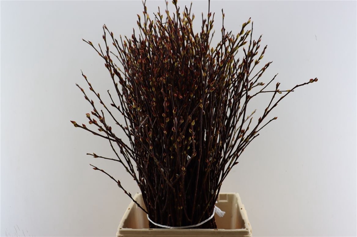 Salix Wilgenkatjes P Stem