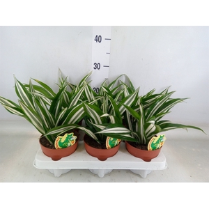 Dracaena fr de 'White Green'