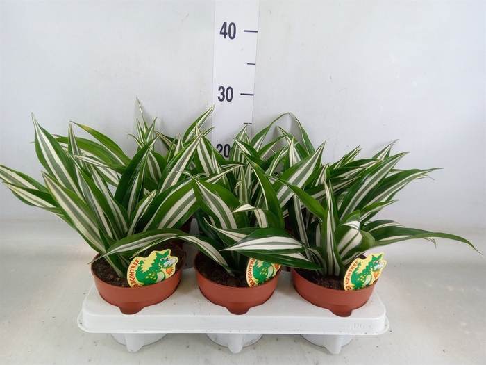 <h4>Dracaena fr de 'White Green'</h4>
