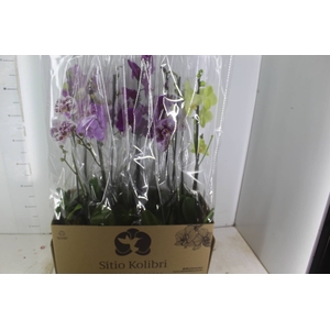 PHALAENOPSIS MIX P12