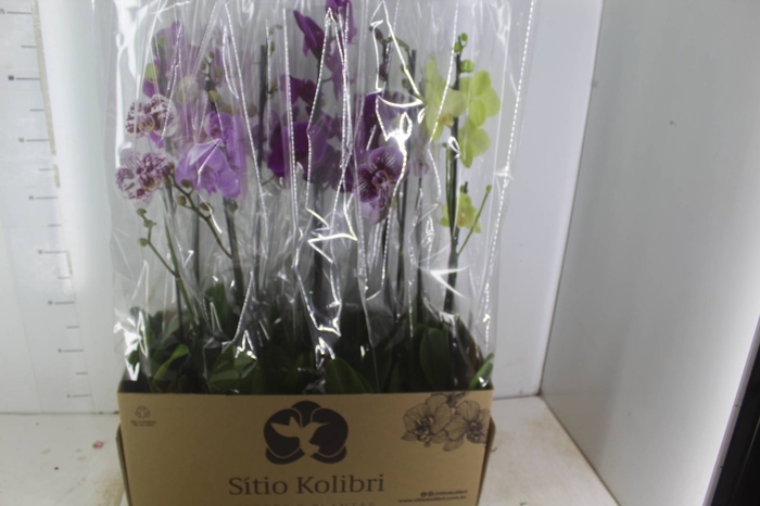 <h4>PHALAENOPSIS MIX P12</h4>