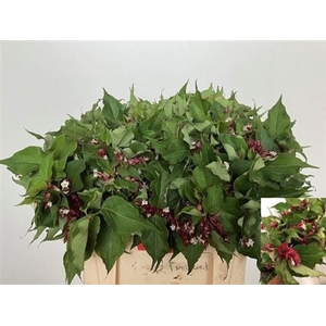 Leycesteria F Purple Rain