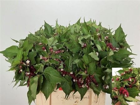 Leycesteria F Purple Rain