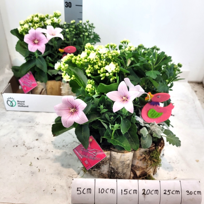 <h4>ARR TUINPLANTEN</h4>