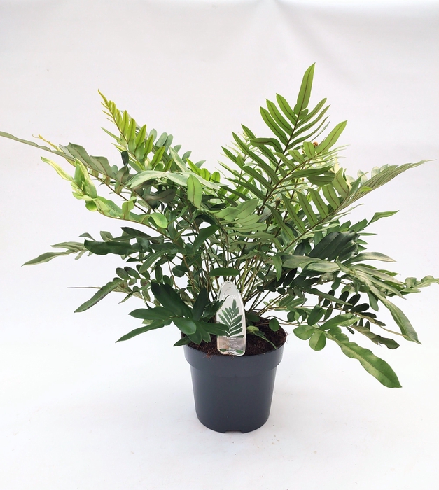 <h4>Blechnum tabulare ES23 5,0l</h4>