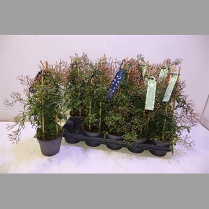 Jasm Polyanthum Wit
