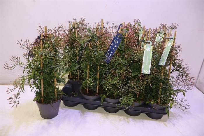 <h4>Jasm Polyanthum Wit</h4>