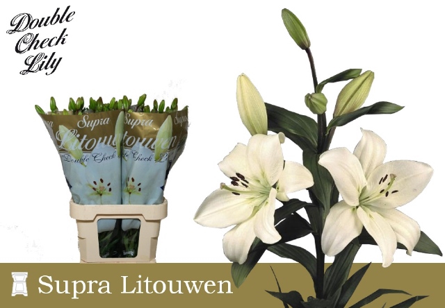 <h4>LI LA LITOUWEN</h4>