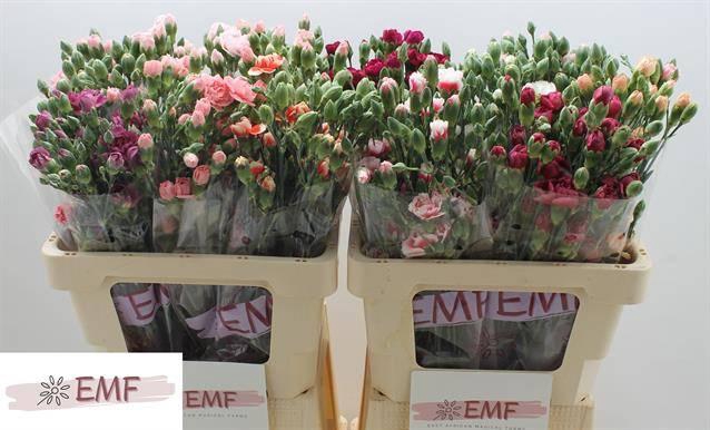 <h4>DI TR GEM IN FUST</h4>