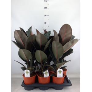Ficus elastica 'Abidjan'