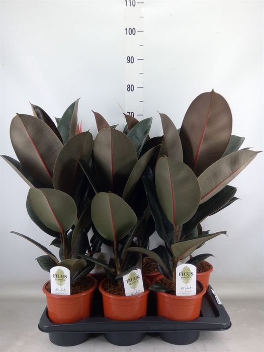 <h4>Ficus elastica 'Abidjan'</h4>