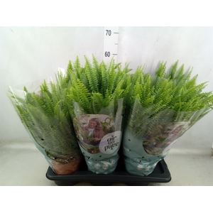 Nephrolepis exal. 'Green Lady'