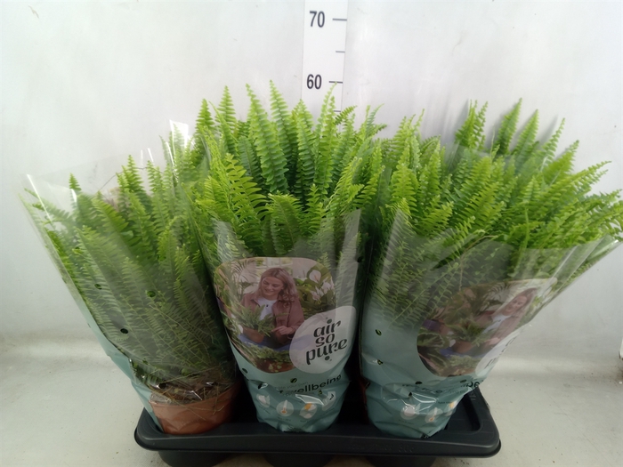 <h4>Nephrolepis exal. 'Green Lady'</h4>