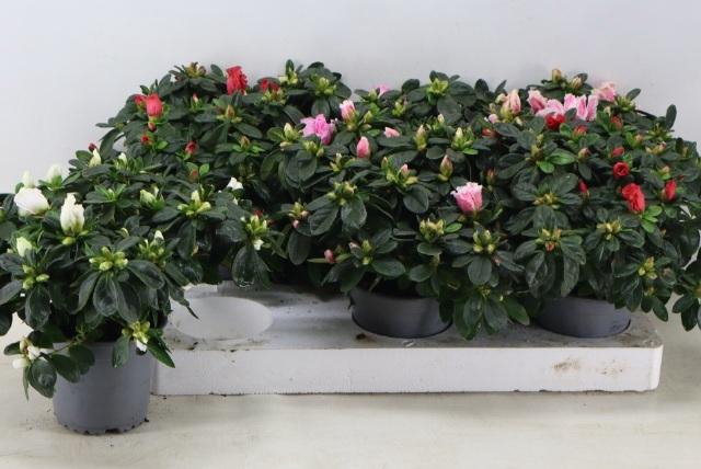 <h4>RHODO SI VOGEL GEM</h4>