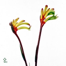 <h4>ANIGOZ SUN GOLD</h4>