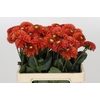 Dahlia Orange Fox