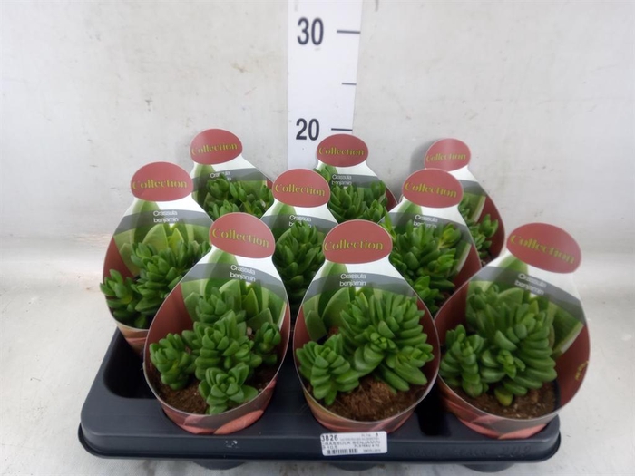 <h4>Crassula   ...</h4>