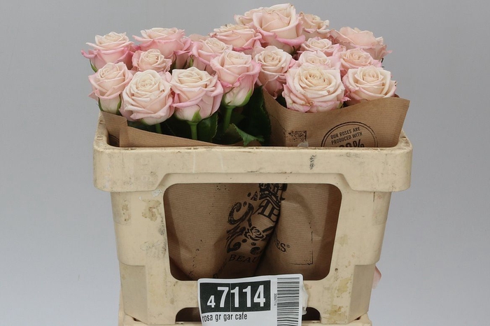 <h4>Rosa Gr Gar Cafe</h4>