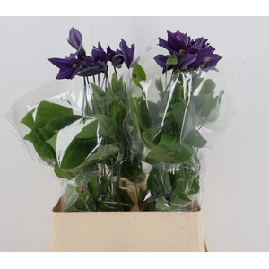 CLEMATIS