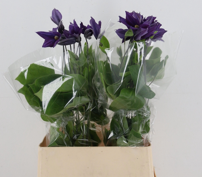 <h4>CLEMATIS</h4>