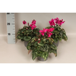 Cyclamen Super Serie Merengue Dark Violet