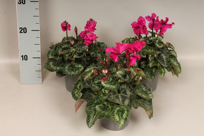 <h4>Cyclamen Super Serie Merengue Dark Violet</h4>