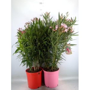 Nerium oleander   ...
