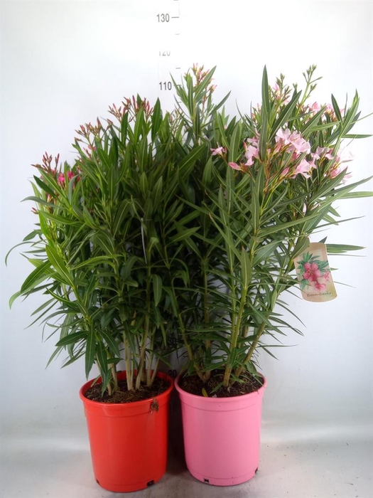 <h4>Nerium oleander   ...</h4>