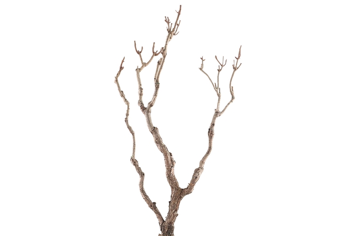 <h4>Syringa Branch Extra Martucci</h4>
