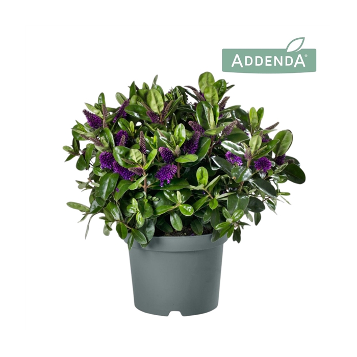 <h4>Hebe Addenda® Donna Alexa P19</h4>