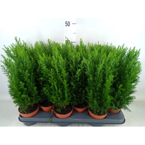 Chamaecyparis laws. 'Ellwoodii'