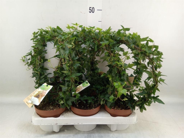 <h4>Hedera   ...green leafed</h4>