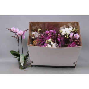 PHAL MF GEM 8 KL