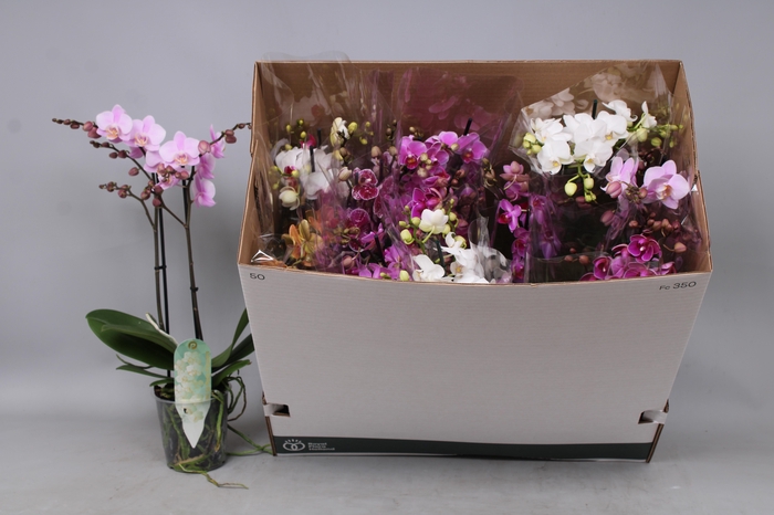 <h4>PHAL MF GEM 8 KL</h4>
