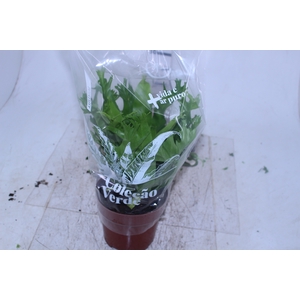 ASPLENIUM CRISSIE P17